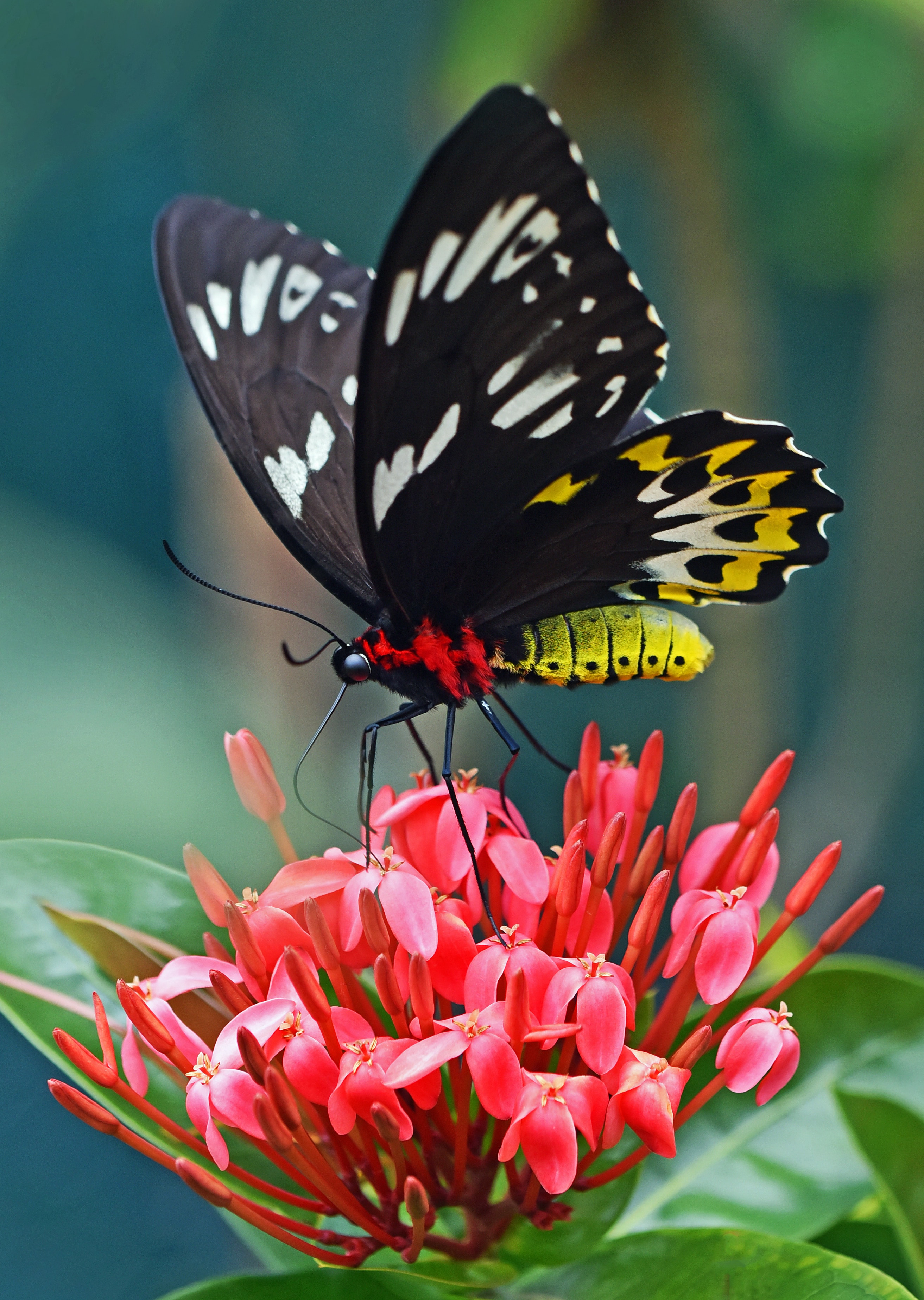 Butterfly Page