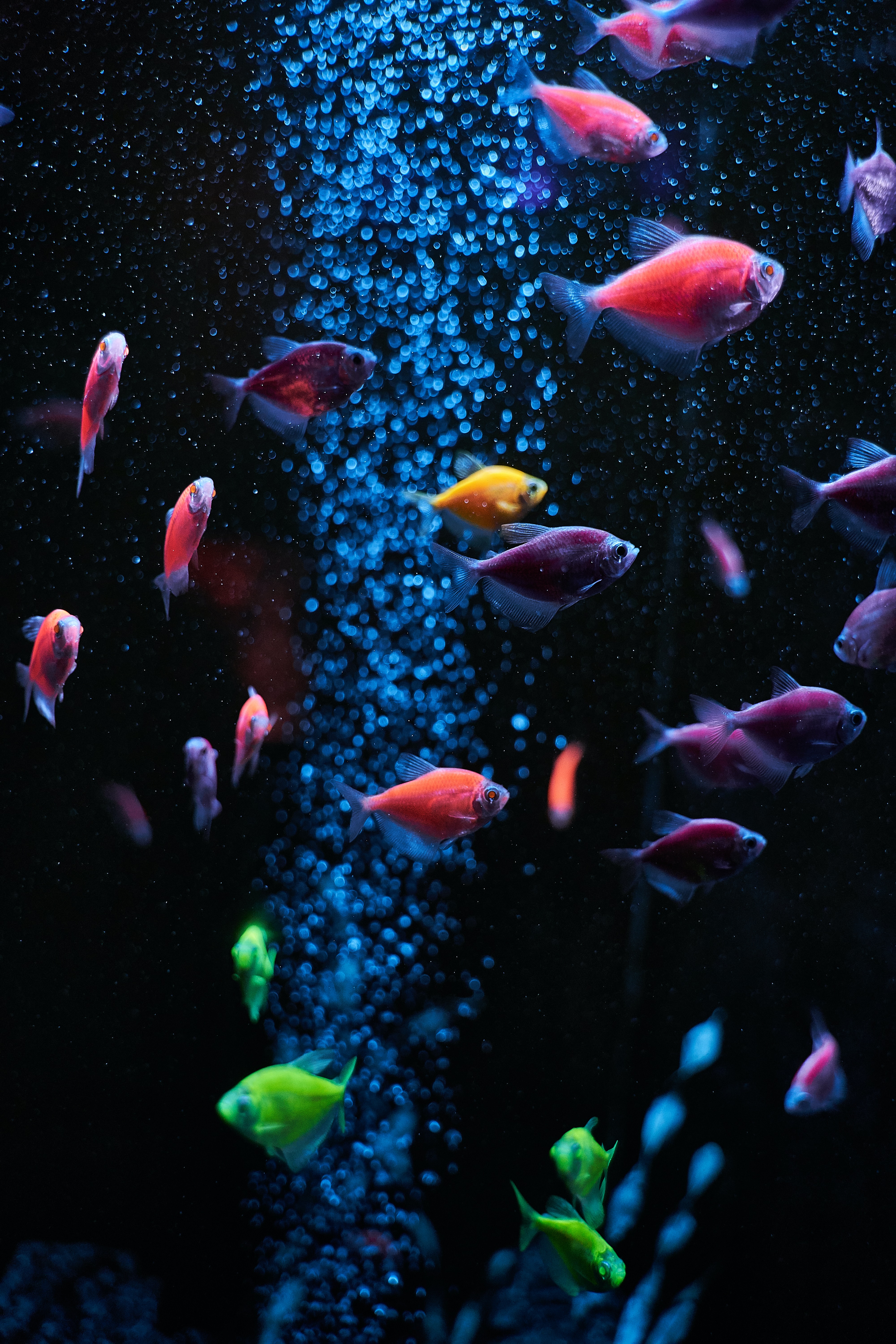 Fishes Page